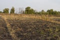 ÃÂ¡ornfield in the early autumn. Dry plants around. Green trees far away. Morning